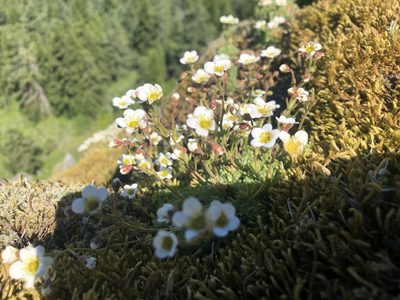 Saxifraga cespitosa, photographed by Kieran Hanrahan