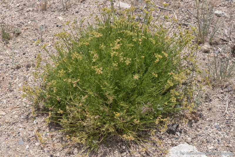 Cymopterus petraeus, photographed by Tim Messick