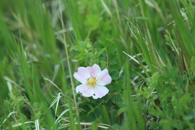 Rosa arkansana, photographed by brett stevens