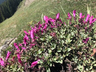 Penstemon rupicola, photographed by Kieran Hanrahan