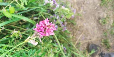Onobrychis arenaria, photographed by Oleksii Vasyliuk
