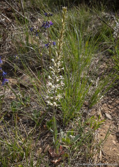 Thelypodium crispum, photographed by Tim Messick
