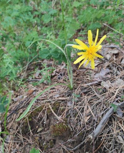 Scorzonera radiata, photographed by Юлия