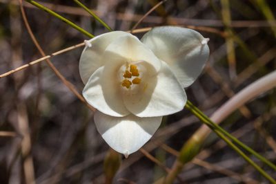 Cyrtanthus leucanthus, photographed by magriet b