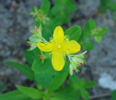 Hypericum ellipticum, photographed by Naomi Cappuccino