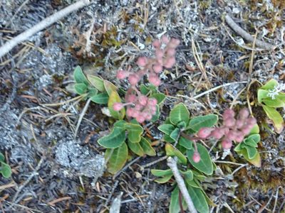 Pyrola dentata, photographed by Randal