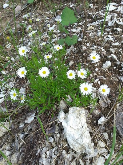 Erigeron hyssopifolius, photographed by Mike Zifkin