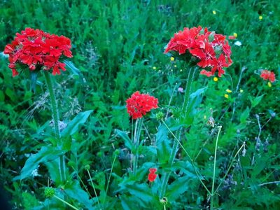 Silene chalcedonica, photographed by Duncan Brooks