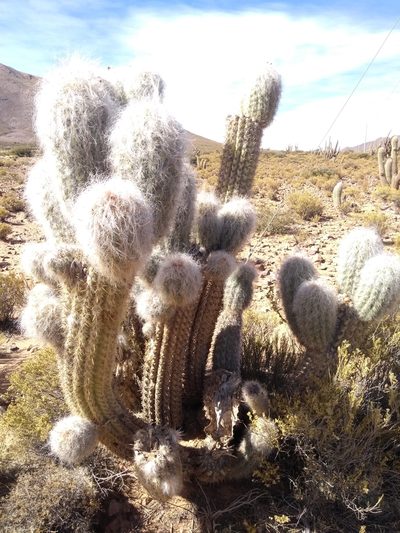 Oreocereus celsianus, photographed by Naturalist Tours