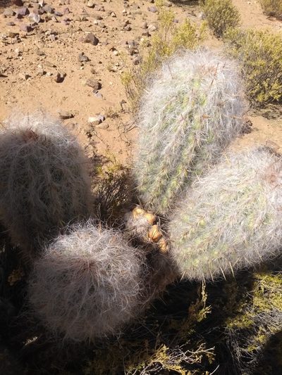 Oreocereus celsianus, photographed by Naturalist Tours
