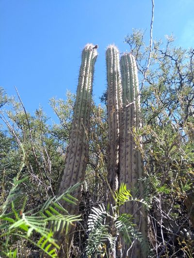 Trichocereus tacaquirensis, photographed by Naturalist Tours