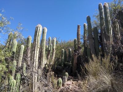 Trichocereus tacaquirensis, photographed by Naturalist Tours