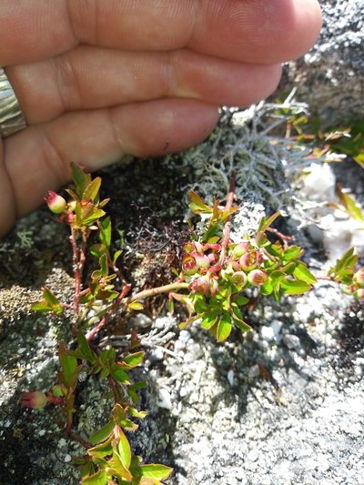 Vaccinium boreale, photographed by Mike Zifkin