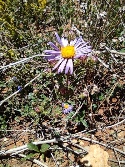 Symphyotrichum carnerosanum, photographed by Liliana Ramírez-Freire