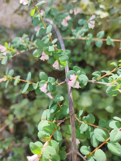 Symphoricarpos microphyllus, photographed by Liliana Ramírez-Freire