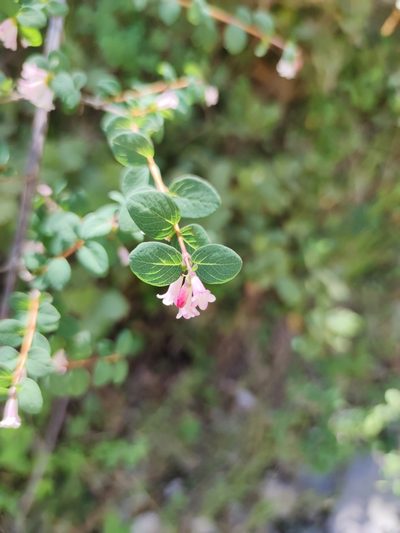Symphoricarpos microphyllus, photographed by Liliana Ramírez-Freire
