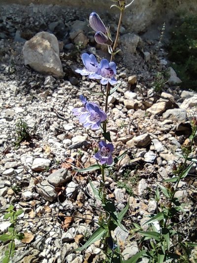 Penstemon leonensis, photographed by Liliana Ramírez-Freire