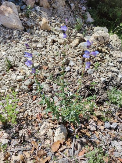 Penstemon leonensis, photographed by Liliana Ramírez-Freire