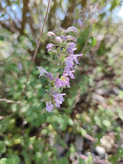 Hedeoma palmeri, photographed by Liliana Ramírez-Freire