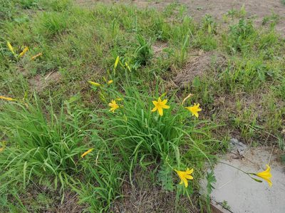 Hemerocallis minor, photographed by Valentin Kosterin
