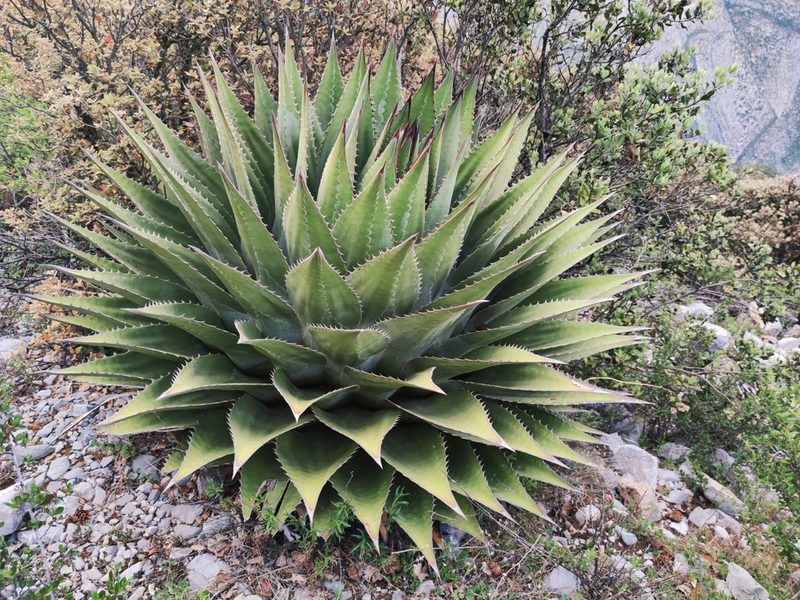 Agave montana, photographed by Liliana Ramírez-Freire