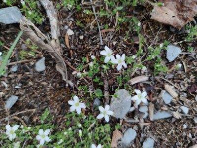 Arenaria lanuginosa, photographed by Liliana Ramírez-Freire