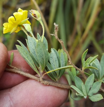 Crocanthemum glomeratum, photographed by Eugenio Padilla