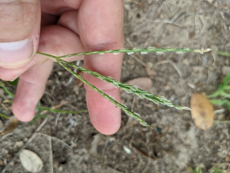Digitaria bicornis, photographed by Cleveland Powell