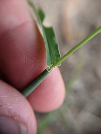 Digitaria bicornis, photographed by Cleveland Powell