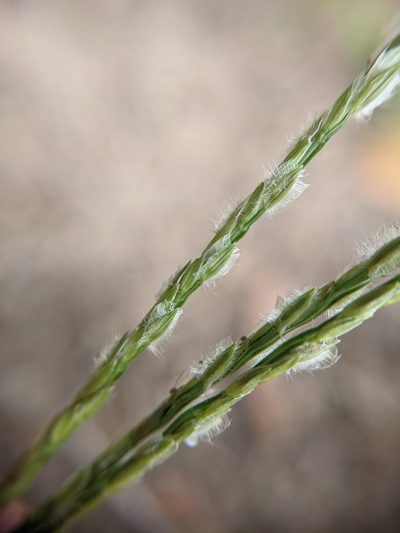 Digitaria bicornis, photographed by Cleveland Powell