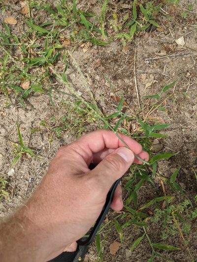 Digitaria bicornis, photographed by Cleveland Powell