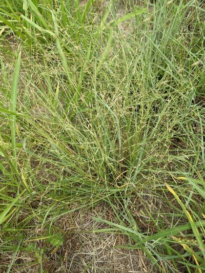Eragrostis sessilispica, photographed by Cleveland Powell