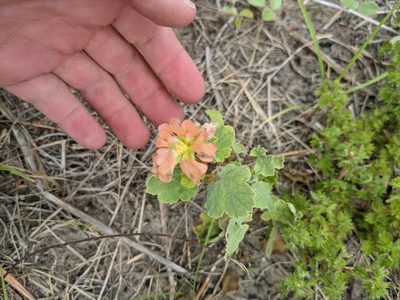 Sphaeralcea lindheimeri, photographed by Cleveland Powell