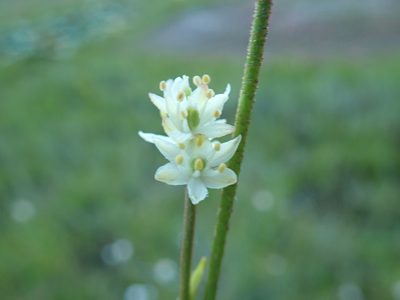 Triantha glutinosa, photographed by Randal