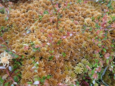 Sphagnum fuscum, photographed by Randal