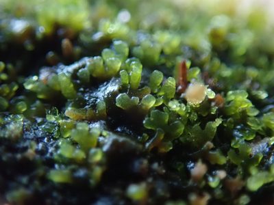 Riccardia latifrons, photographed by Randal