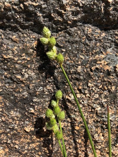 Carex cumulata, photographed by John Kees