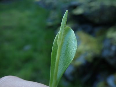 Ophioglossum pusillum, photographed by Randal