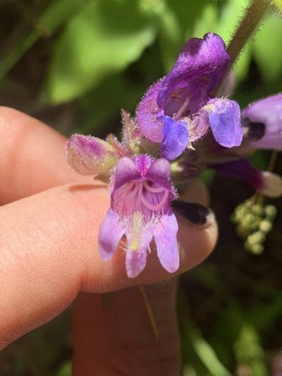 Penstemon rattanii, photographed by Kate Manning