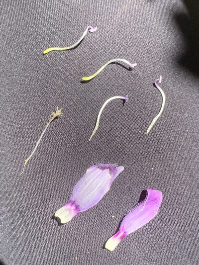 Penstemon rattanii, photographed by Kate Manning