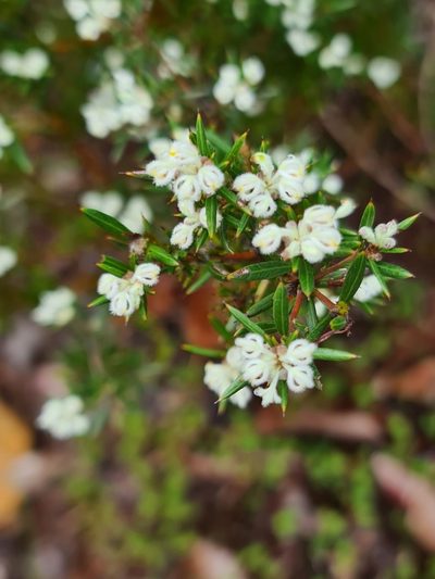 Grevillea pilulifera, photographed by Cal Wood