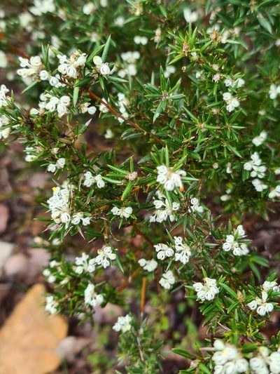 Grevillea pilulifera, photographed by Cal Wood