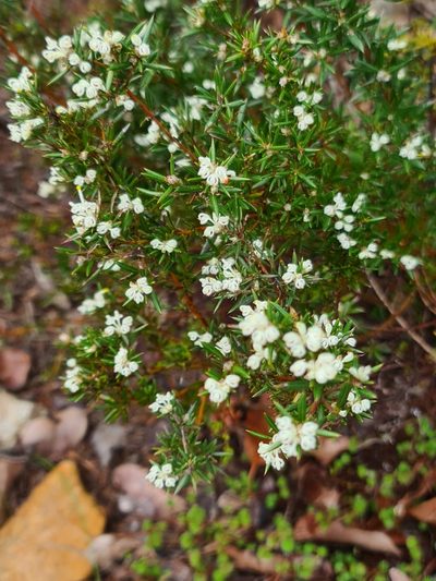 Grevillea pilulifera, photographed by Cal Wood