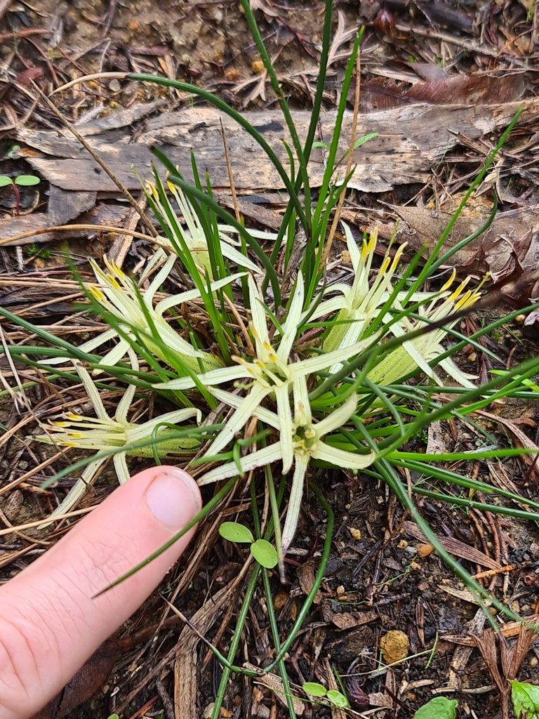 Conostylis androstemma, photographed by Cal Wood