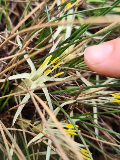 Conostylis androstemma, photographed by Cal Wood