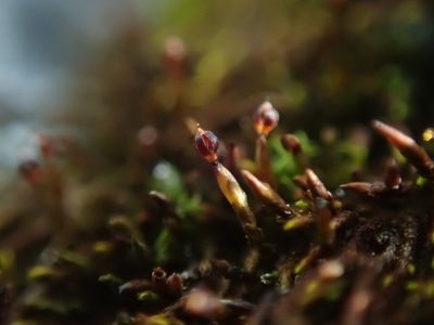 Andreaea rupestris, photographed by Randal