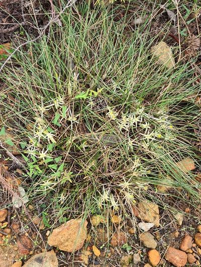 Conostylis androstemma, photographed by Cal Wood