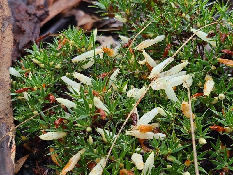 Styphelia pallida, photographed by Cal Wood
