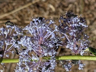 Ceanothus integerrimus, photographed by David Anderson
