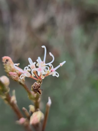 Grevillea endlicheriana, photographed by Cal Wood